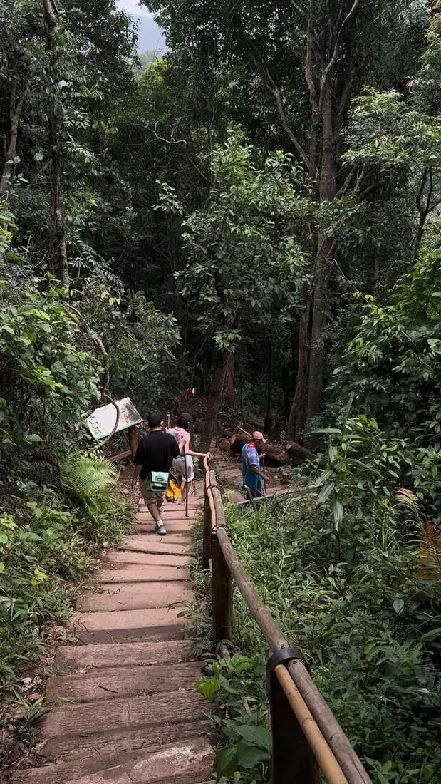 Group descending wooden steps through the forest